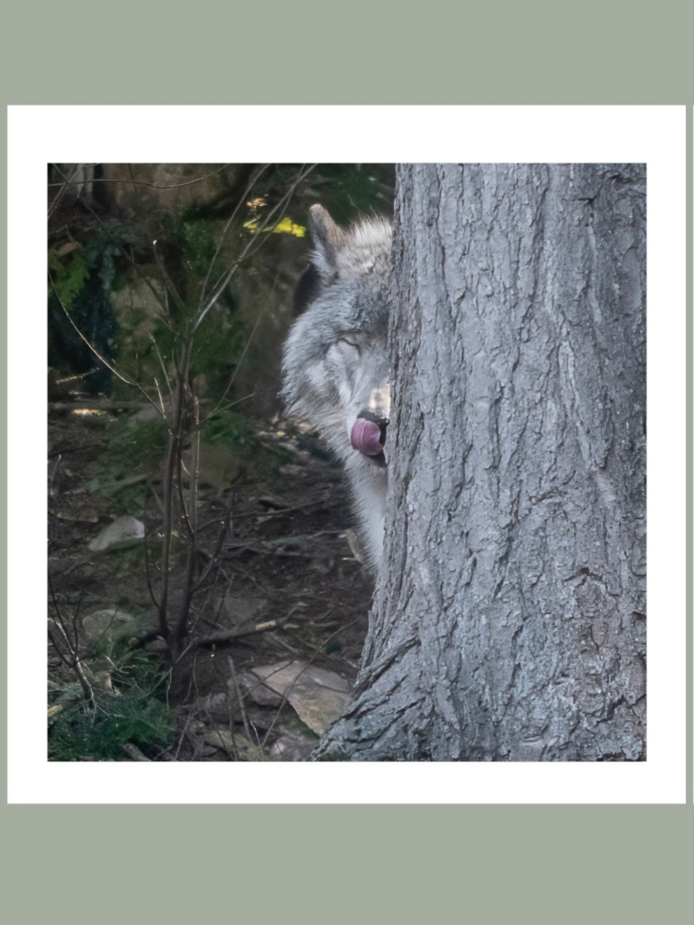 PRINT of wolf photo 8x8 matted to 12" x 12" My Photo Your Frame!